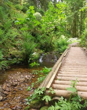 Wandeling naar de Saut de la Bourrique - Gérardmer - 28