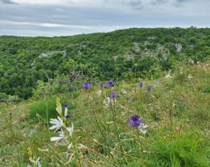 Boucle du faucon pèlerin - Messigny-et-Vantoux - 8