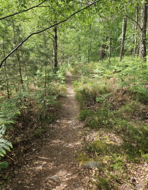 Moment de paix et bain d'air pur à Poigny-la-Forêt - Poigny-la-Forêt - 10