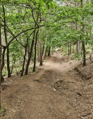 Moment de paix et bain d'air pur à Poigny-la-Forêt - Poigny-la-Forêt - 11
