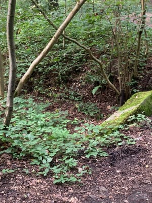 Mare à Goriaux et ses nombreux trésors à découvrir - Valenciennes - 6