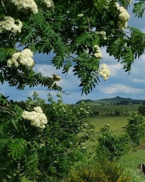 Paysages de lauzes et balade autour du Lac Bleu - Mazet-Saint-Voy - 8