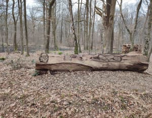 Forêt de Ferrières : mares, sculptures et faune sauvage - Roissy-en-Brie - 4