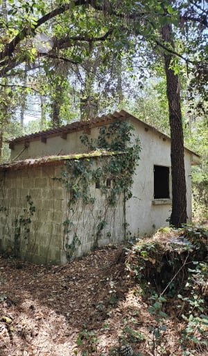 Balade dans la forêt de Suzac, entre les pins et chênes vert - Saint-Georges-de-Didonne - 3