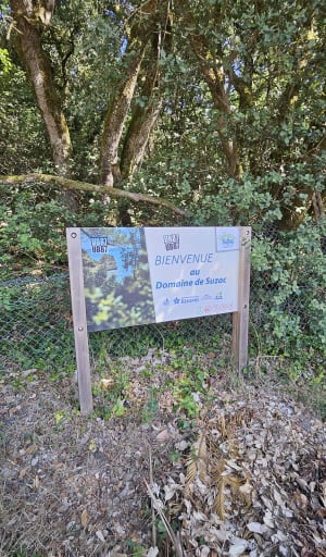 Balade dans la forêt de Suzac, entre les pins et chênes vert - Saint-Georges-de-Didonne - 4