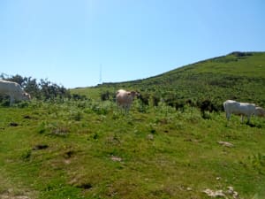 Beklimming van de berg Ursuya vanuit Hasparren - Hasparren - 24