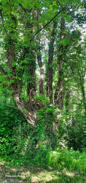 Balade au fil de La Claise - Mézières-en-Brenne - 2