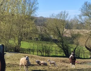 La campagne de Merckeghem - Merckeghem - 7
