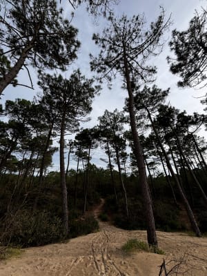 Wandel naar de Gallon d'Or en het Spaanse Punt - La Tremblade - 34
