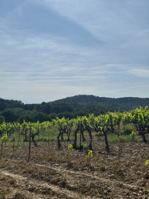 Dans les hauteurs de Cadenet - Cadenet - 6