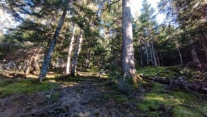 Totale déconnexion au cœur de la sapinière de Balestas - Peyresourde-Balestas - 3