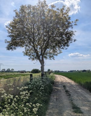 Santes des bois de la Gîtes - Santes - 5