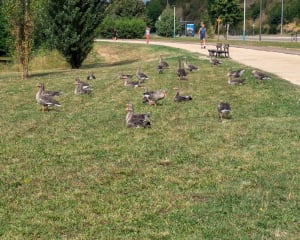Tout du lac Kir - Dijon - 7