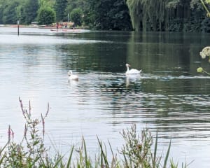 Tout du lac Kir - Dijon - 8