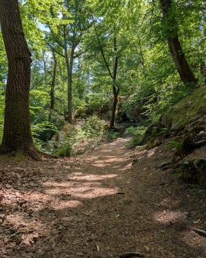 De Bois-le-Roi à Fontainebleau - Bois-le-Roi - 33