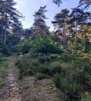 Forêt de Dourdan, balade des Fontenettes - Lucie - 3