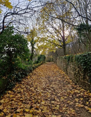 Autour du sentier des rapaces et du Mont Cindre - Saint-Cyr-au-Mont-d'Or - 13