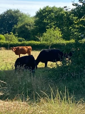 Riville et randonnée "animale" dans une nature complice - Riville - 13