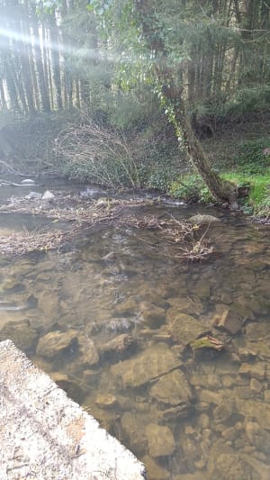 Boucle en forêt à Graufthal - Romy - 12