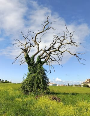 Cavignac sous les bois et dans les vignes - Cavignac - 6