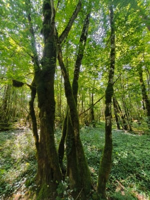 Belvédère de Boularches et Lac de Vouglans - Onoz - 15