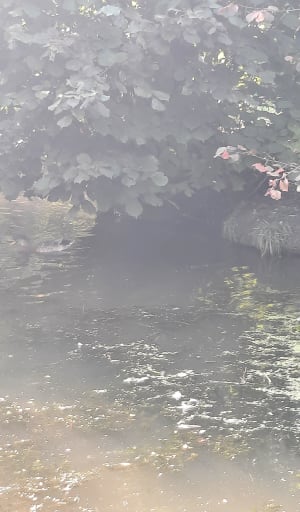 Libellule et Etangs du Romelaère - Nieurlet - 23
