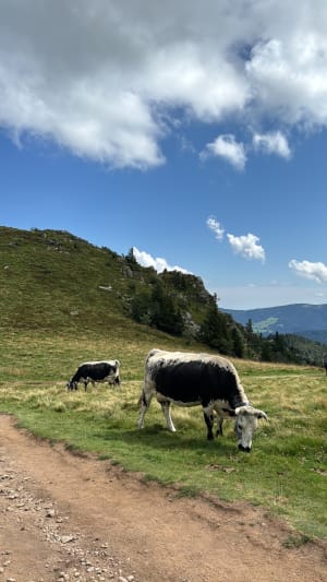 Départ le Honneck, kastelberg, lac de schiessrothried.... - La bresse - 83