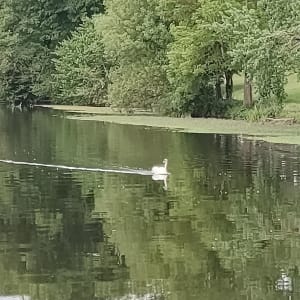 Que la Vilaine est belle et jolie sa faune aquatique - Guichen - 5