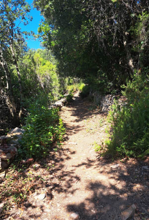 U Chjassu di i Carbunari- Le chemin descharbonniers. - Valle-di-Mezzana - 10