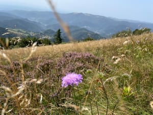 Tour panoramique du Grand Ballon - Soultz-Haut-Rhin - 2