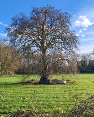 Autour de LASSON - Rots - 7