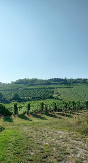 Entre vignes et maisons à colombages depuis Molsheim - Laurent - 2