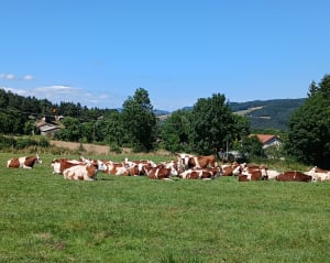 Balade sur la commune de Laussonne - Laussonne - 3
