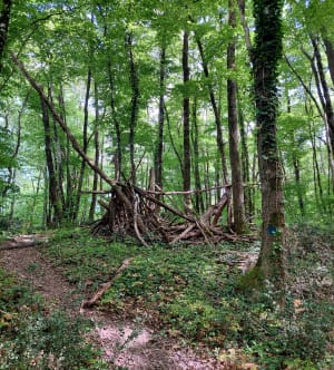 Découverte de la forêt de Pechbonnieu - Pechbonnieu - 4