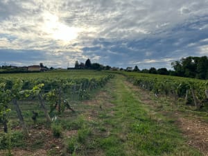 Chânes : régal entre les crus du Maconnais et du Beaujolais - Chânes - 11