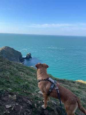 Nez de Jobourg, falaises et bocages normands - Jobourg - 18