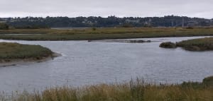 A la découverte de la Rance - Pleudihen-sur-Rance - 8