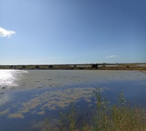 Les Aresquiers - Vic-la-Gardiole - 44