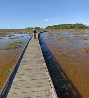 Les Aresquiers - Vic-la-Gardiole - 45
