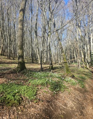 Prachtige tocht over de Puy de Côme. - Saint-Ours - 6