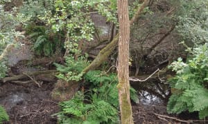 Entre forêt et plage au près de Léon - Moliets-et-Maa - 9
