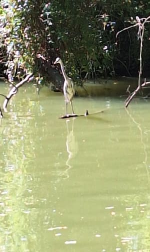Sympathique sortie à vélo entre Canal du Midi et coteaux - Castanet-Tolosan - 6
