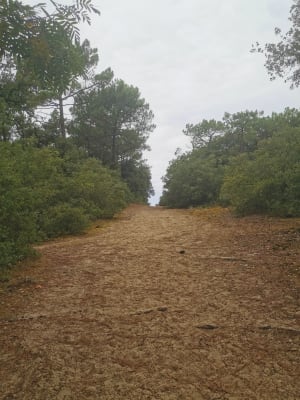 Wandeling tussen bos en strand in La Tranche-sur-Mer - La Tranche-sur-Mer - 2