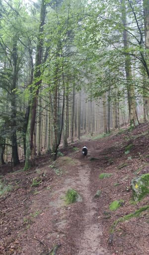 Balade au Piton du Falkenstein - Grendelbruch - 13