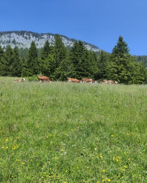 Glières Plateau via de duizelingwekkende Roc-pas - Fillière - 7