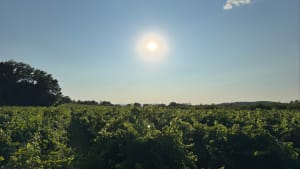 Cassagnoles, Vezenobres, Ribaut -les-Tavernes - Cassagnoles - 3