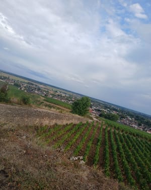 Dans les vignes de Corton - Amélie - 6