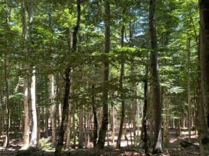 Forêt de l'Esperou, col de la Lusette et col de Montalss - Val-d'Aigoual - 7
