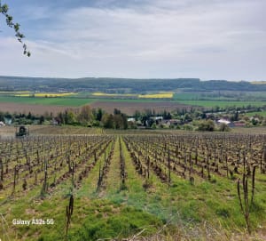 Vignes et côtes à Château-Thierry - Vincent - 10