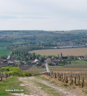 Vignes et côtes à Château-Thierry - Vincent - 11